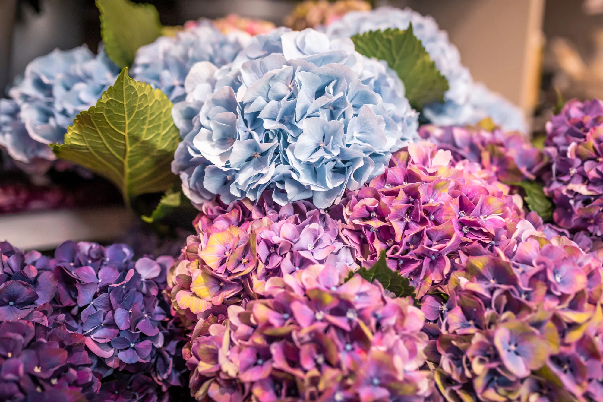 Blühende Hortensien in Blau, Rosa und Violett